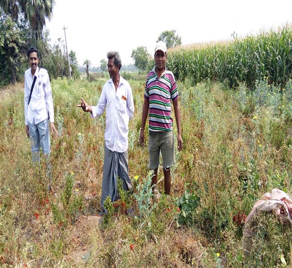 Warangal Urban District                                                                                                                                                                                                                                    - Crop Cutting Expts.,                                                                                                                                   - Chilly CCE. Crop damaged due to pest attach.                                                                                                                                                                                                                    - dt.21/03/2018          